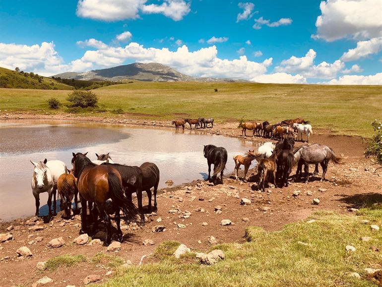 Wilde paarden van Livno, Bosnië en Herzegovina