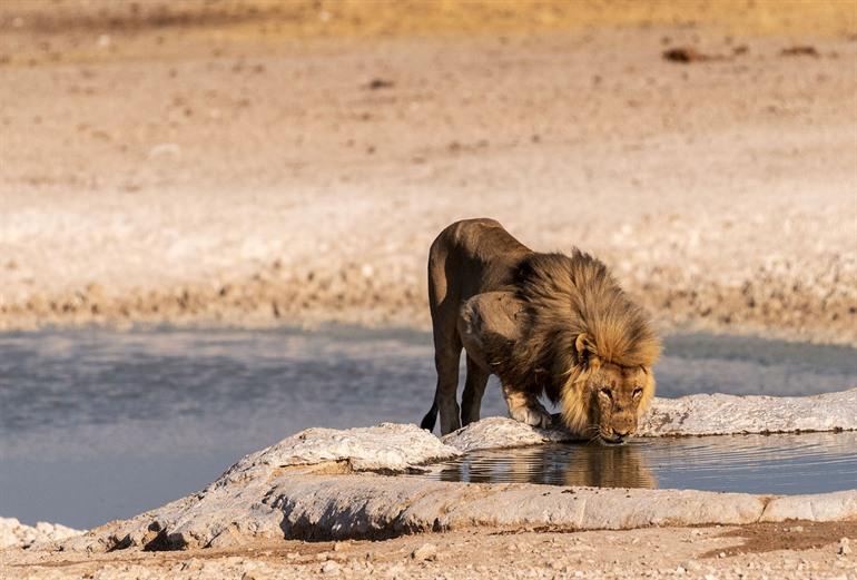 Wildlife spotten in het Etosha National Park