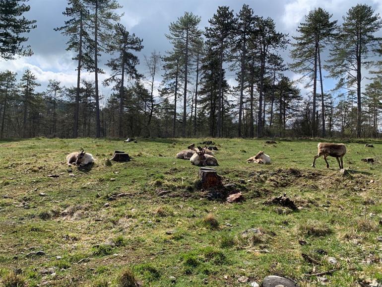 Wildpark, Han-sur-Lesse