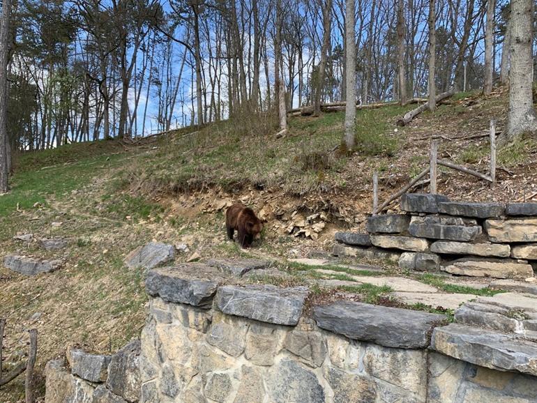 Wildpark Safaritocht, Han-sur-Lesse