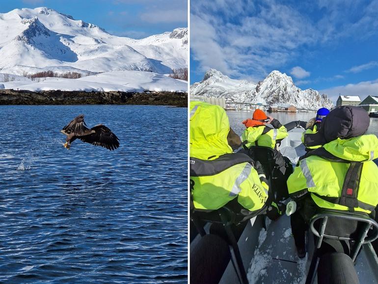 Zeearendsafari in de Lofoten