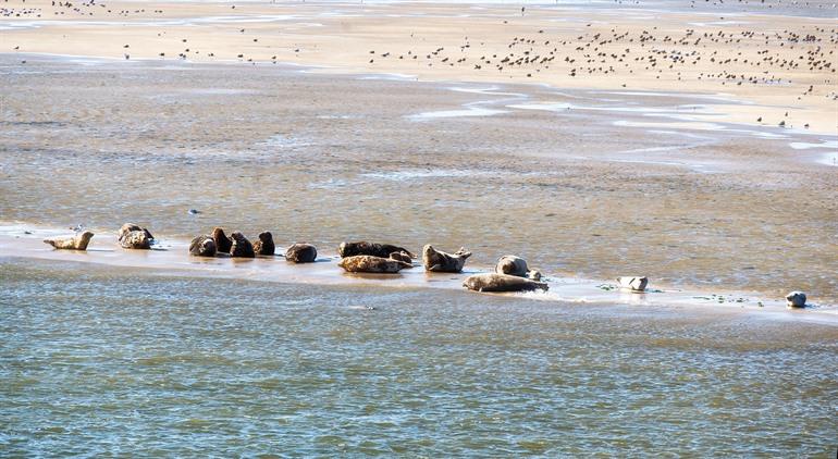 Zeehonden op Terschelling