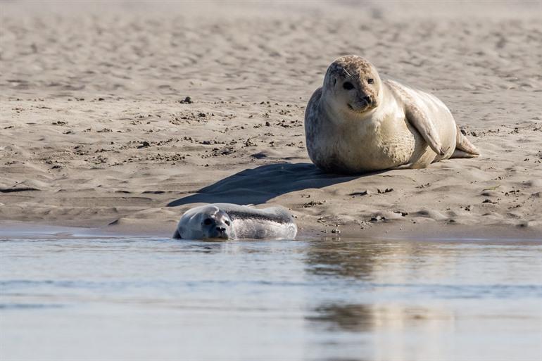Zeehonden spotten in de Baai van de Somme