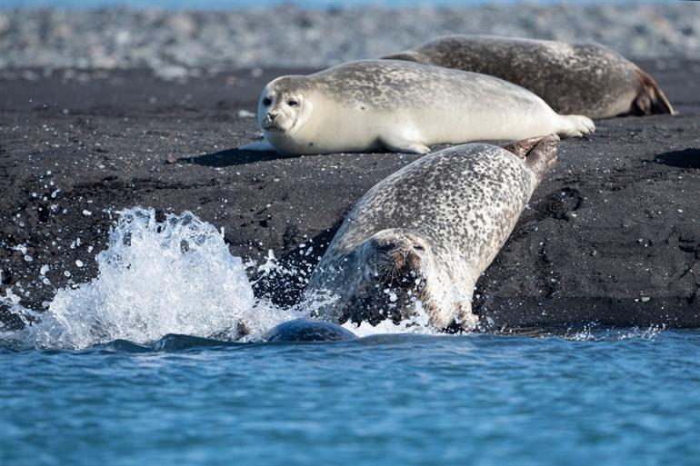 Zeehonden spotten in Hvitanes
