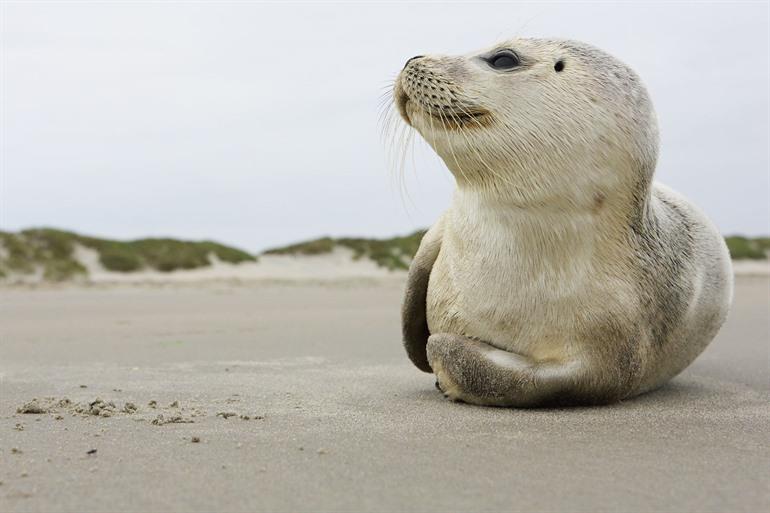 Zeehonden spotten op Ameland, Nederland