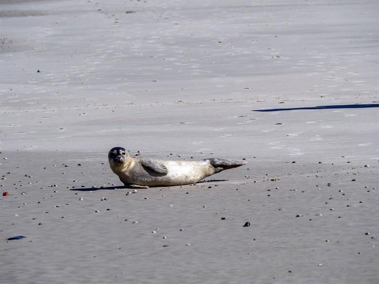 Zeehonden spotten op Langeoog