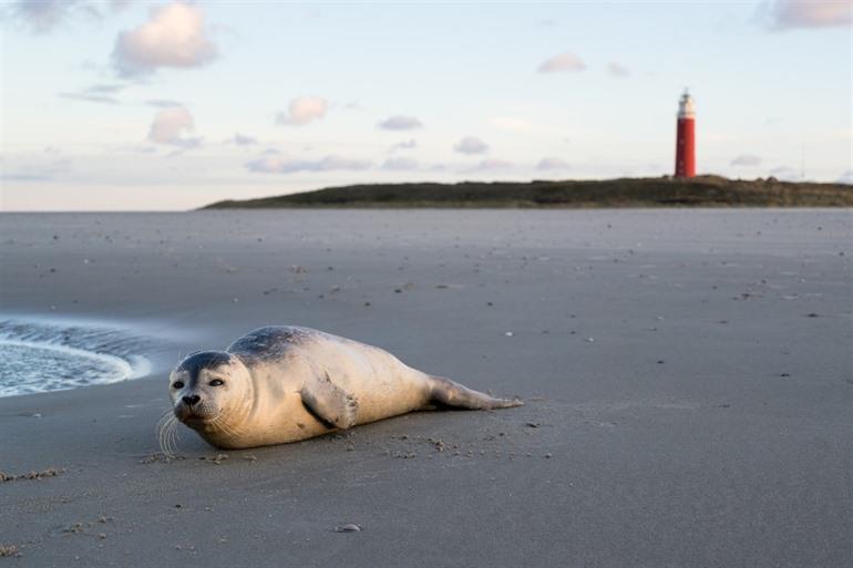 Zeehonden spotten op Texel