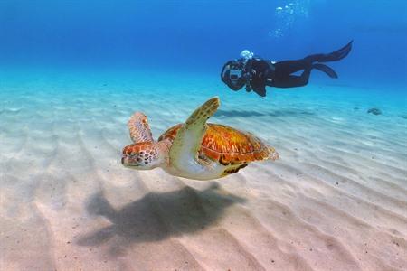 Zeeschildpadden spotten tijdens het duiken, Curaçao