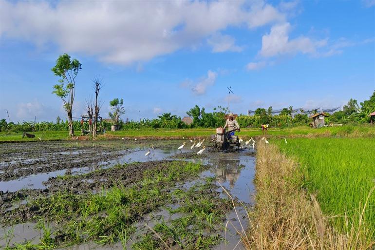 Zie de boeren aan het werk bij de rijstvelden van Kertalangu Cultural Village