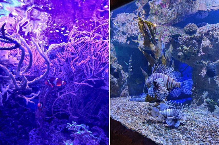 Zoek Nemo en Dory in het tropische gebied