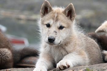 Zomercruise naar Groenland