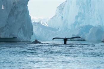 Zomercruise naar Groenland