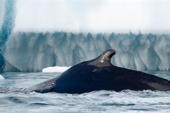 Zomercruise naar Groenland