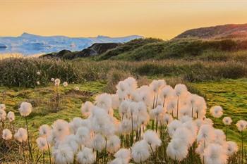 Zomercruise naar Groenland