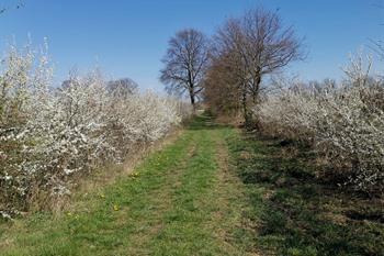 Zoutleeuw lange wandeling