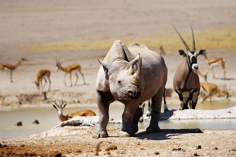 Zwarte neushoorns in Etosha Natiobal Park