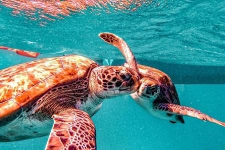 Zwemmen met schildpadden op São Vicente