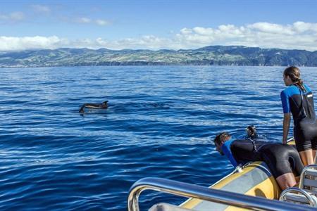 Zwemmen met wilde Atlantische dolfijnen vanuit Vila Franca do Campo