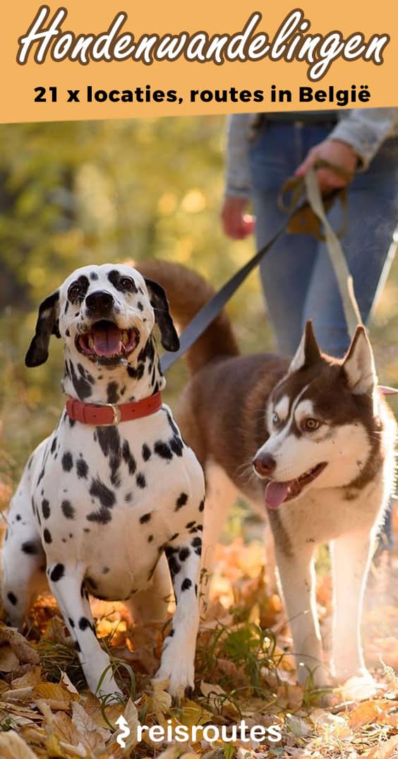 Pinterest 21 x mooiste hondenwandelingen in België: op stap met je hond + tips