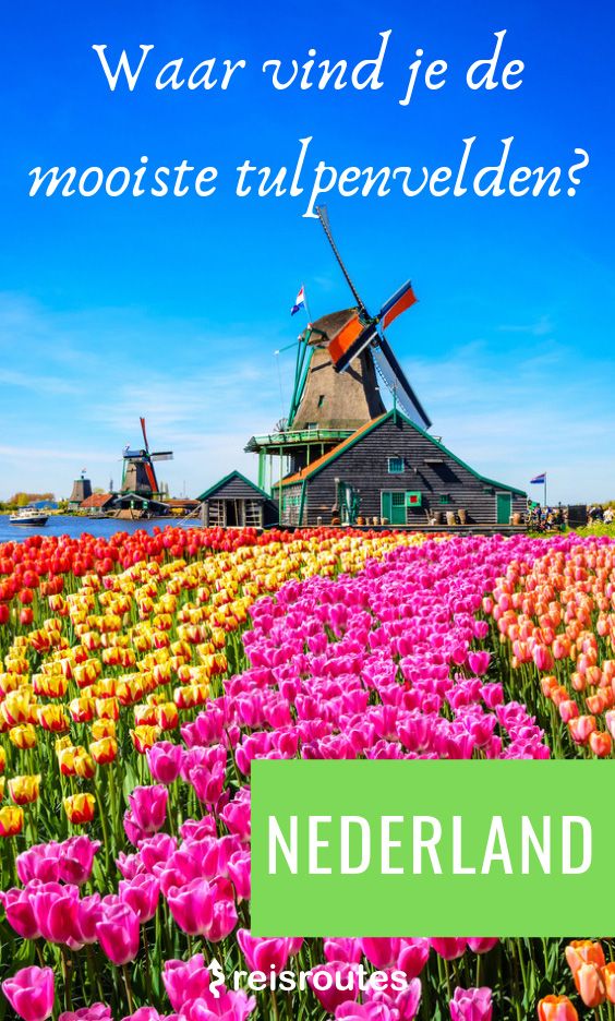 Pinterest Waar vind je de 15 x mooiste tulpenvelden & bollenvelden in Nederland 2025?