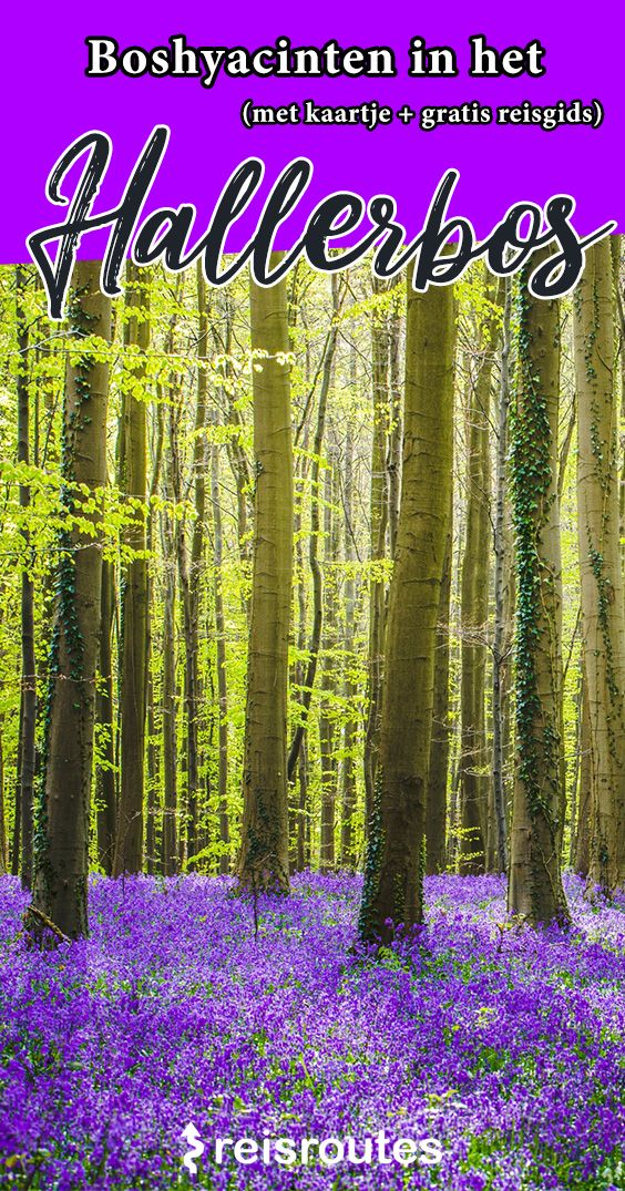 Pinterest Boshyacinten in het Hallerbos bezoeken (2023) + 5 alternatieven drukke Hallerbos