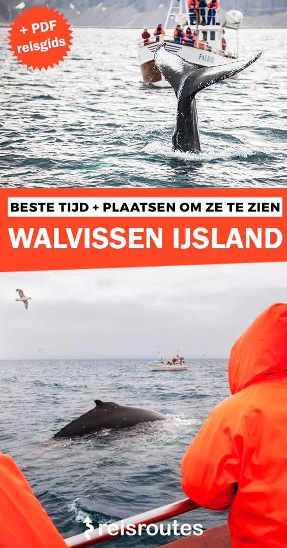 Pinterest Walvissen spotten in IJsland? Beste tijd & plaatsen om ze te zien, tips + tours