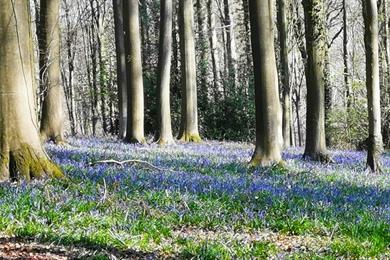 Hyacintenwandeling in het Brakelbos