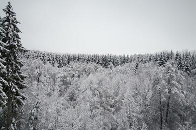 Sneeuwwandeling in Lierneux: op sledetocht door skigebied Le Monty