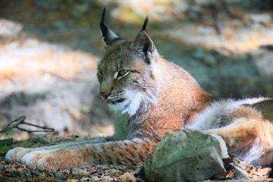 Wandel naar het lynxenreservaat bij Rabenklippe