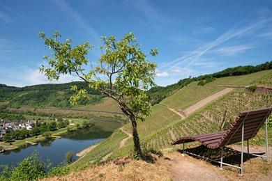 Wandeling naar het Blick auf Hangviadukt Pünderich